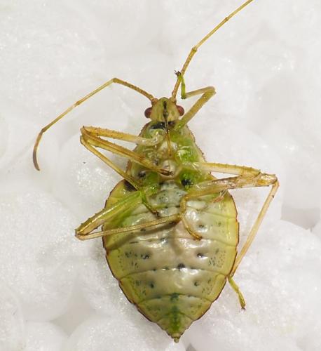 Coreinae